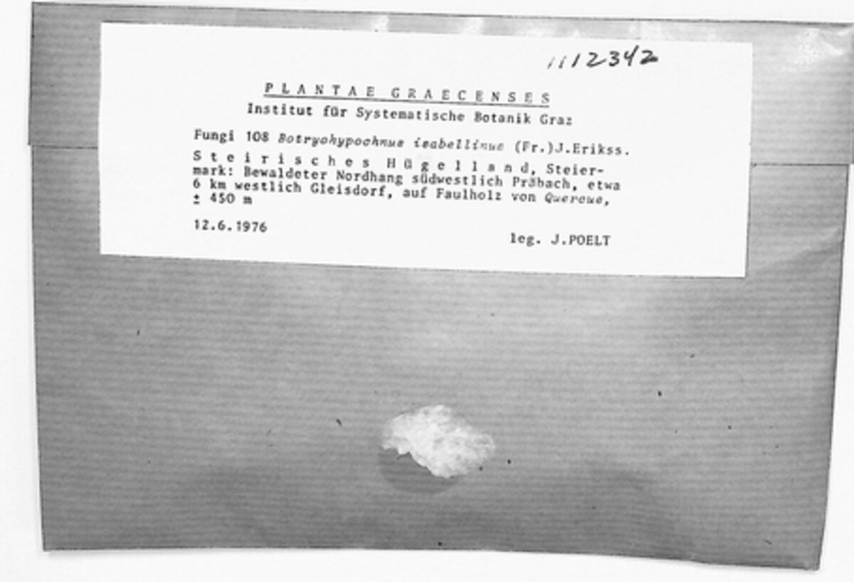 Botryobasidium isabellinum image